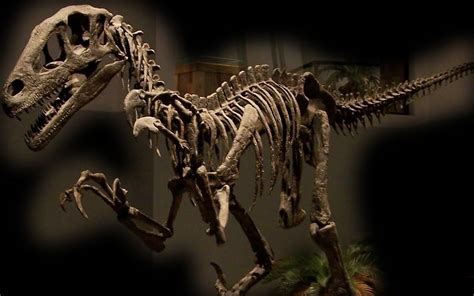 Deinonychus antirrhopus | Dinosaur Database by DinoAnimals.com