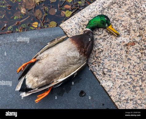 Dead duck on marble border Stock Photo - Alamy