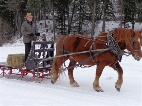 Suffolk Punch Draft Horse on a Bob-sled. | Doc Hammill Horsemanship