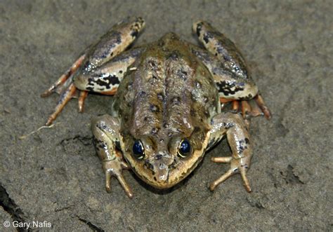 Columbia Spotted Frog - Rana luteiventris