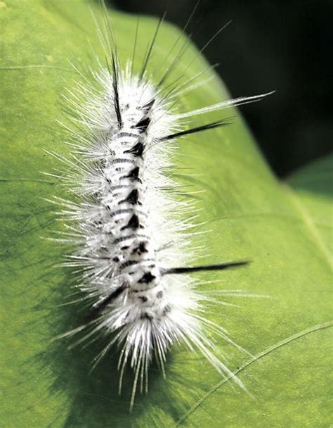 Don't touch white caterpillars, experts say | News | fltimes.com