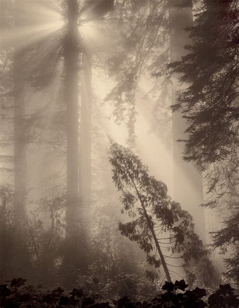 Del Norte Redwoods, California | Фотографии полей, Пейзажи, Природа