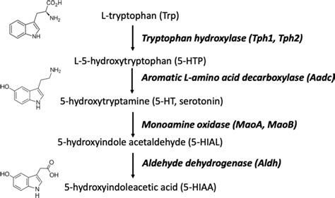 Biosynthetic pathway of serotonin and 5‐HIAA. Chemical structure ...