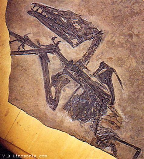 Eudimorphodon Pictures & Facts - The Dinosaur Database