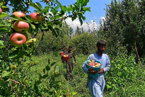 Kashmir’s Apple Industry On Brink Of Collapse - THE NEW INDIAN