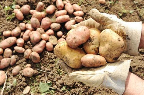 Peruvian Potatoes - From The Andes to Mars