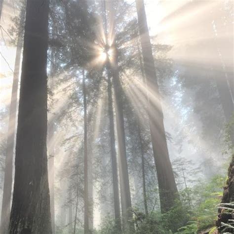 Del Norte Coast Redwoods State Park in Crescent City, CA (Google Maps)