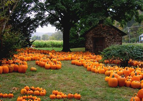 Ingredient of the Season : Pumpkins