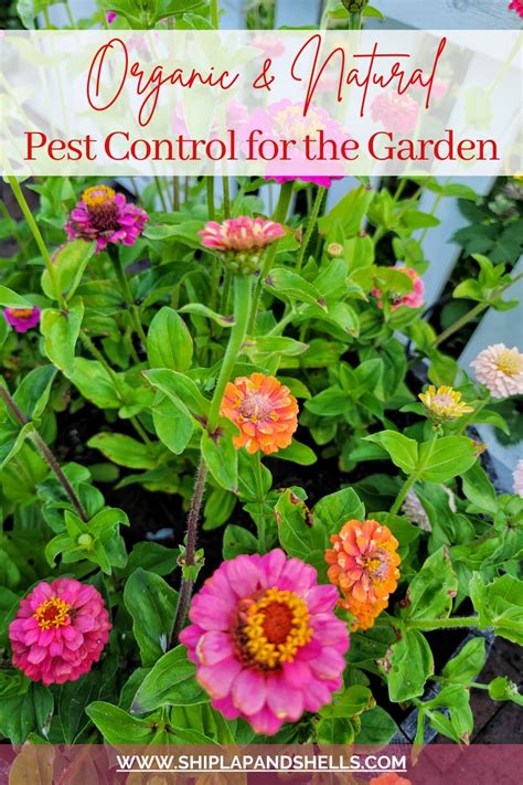 Natural and Organic Methods for Pest Control in the Garden - Shiplap ...