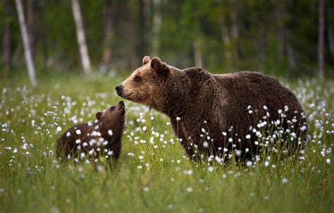 Bear Cubs Wallpapers - Wallpaper Cave