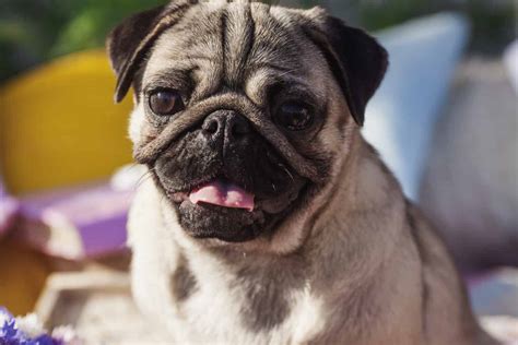 Are Pugs Hypoallergenic? - A-Z Animals