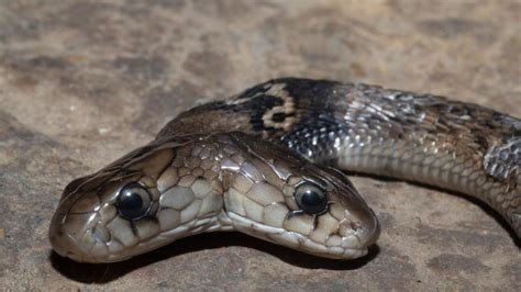 A 23-foot-long, three-headed black cobra was discovered on an Indian ...