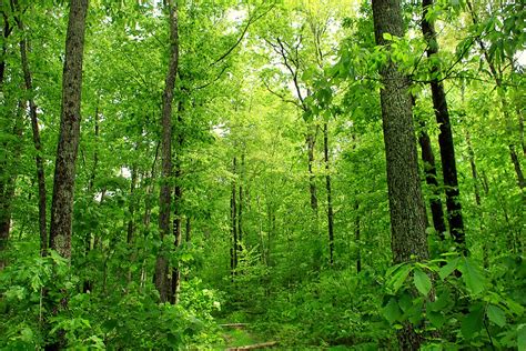 Deep Woods | Dense deciduous forest, Pike County, within the… | Flickr