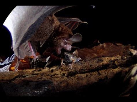 Frog-eating Bats: Smithsonian Scientist Rachel Page - YouTube