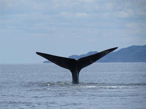 Regresa a México la ballena azul, la especie viviente más grande del ...