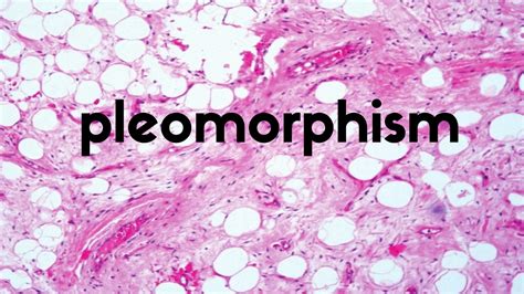 Pleomorphism and Germ Theory Explained - Live Blood Online