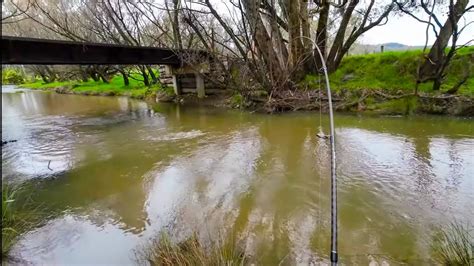 I caught the BIGGEST fish in the creek - YouTube