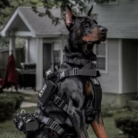 Pin by layla chagas on Leona | K9 police dogs, Doberman dogs, Guard dog ...