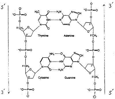 Nucleotides: Composition and Structure