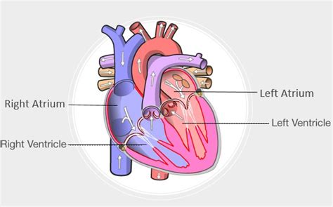 The Four Chambered Heart