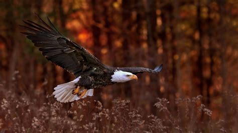 Bald Eagle Flying Wallpaper Hd