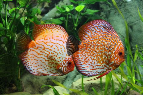 Discus Fish: The Complete Care, Species, & Breeding Guide