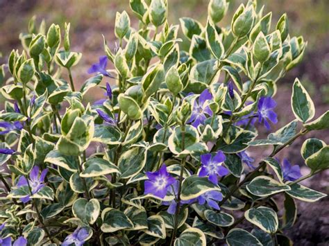 Vinca Variegata - Moss Greenhouses