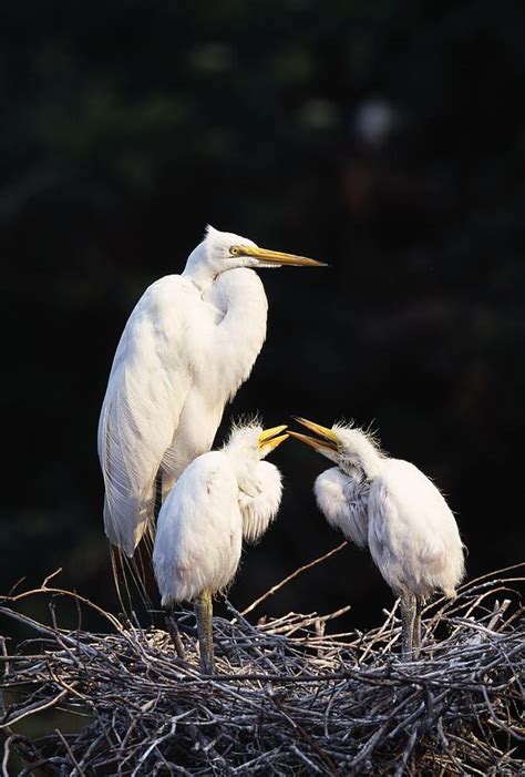 Great Egret In Nest With Young Photograph by Natural Selection David ...