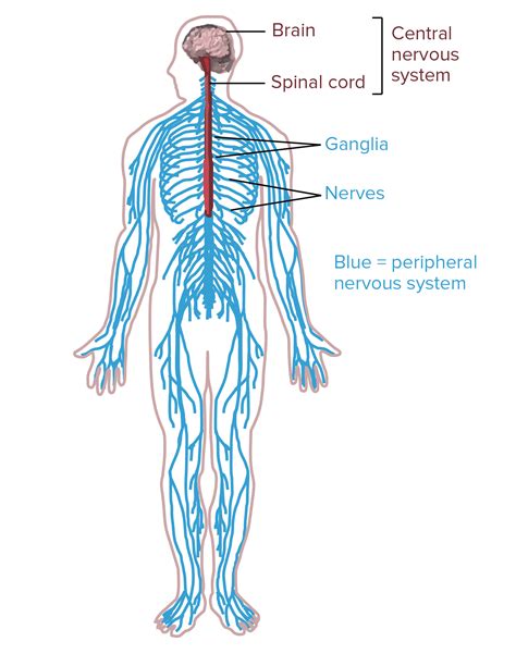 Nervous System Overview