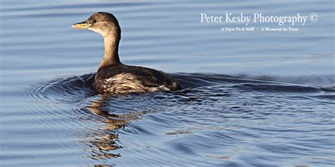 Little Grebe #1 – Peter Kesby Photography