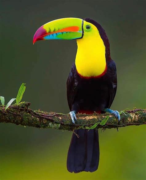 Arcane Wildlife on Instagram: “A keel-billed toucan showcasing its ...