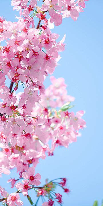 Sakura Vertical Cherry Blossom Photography Wallpaper