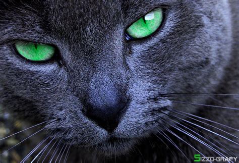 Green eye II | Cats, Green eyes, Cats and kittens