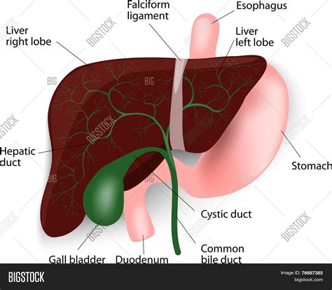 Liver Anatomy Model