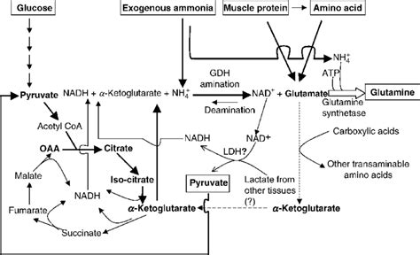 3 Involvement of glutamate dehydrogenase (GDH), glutamine synthetase ...