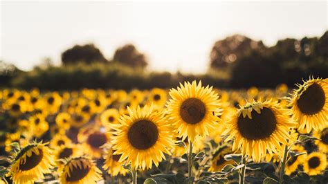 2560x1440 Sunflowers 1440P Resolution HD 4k Wallpapers, Images ...