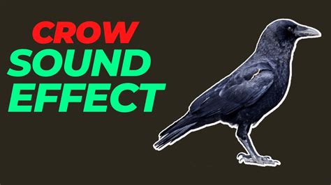 crow sound effect no copyright | crow noises | crow sounds | HQ crow ...