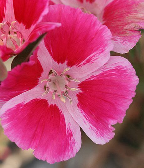 Clarkia Plant Growing & Care Guide for Gardeners