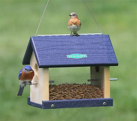 Duncraft.com: Duncraft 3004 Eco-Strong Bluebird Feeder | Bird feeders ...