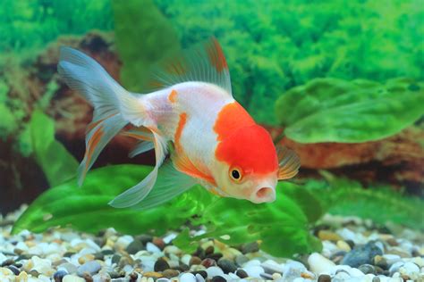 Oranda Goldfish: The Complete Care And Breeding Guide - Fishkeepingfans.com