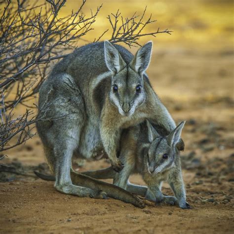 Wallabies - Bush Heritage Australia