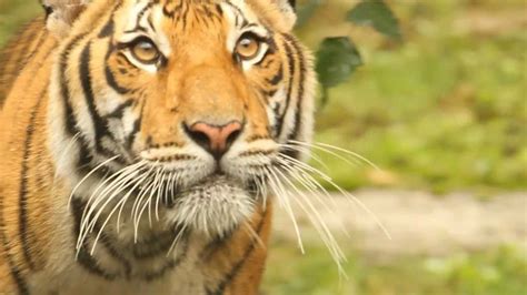 Tiger Conservation Campaign Video - YouTube