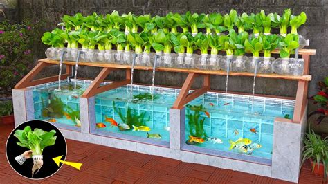 Super easy to DIY aquarium combined with growing organic vegetables ...