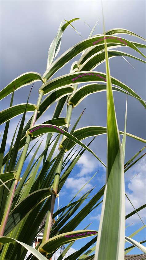 Arundo donax 'Variegata' in my garden in 2015 | Jungle gardens, Plant ...