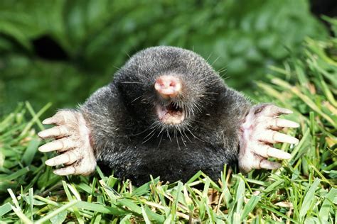 Mole Control – Tender Lawn Care