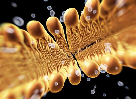 Lipid Atlas Relates Molecular Shapes to Signs of Disease