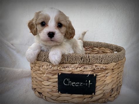 Cavapoo Colors | pinewoodcavapoos