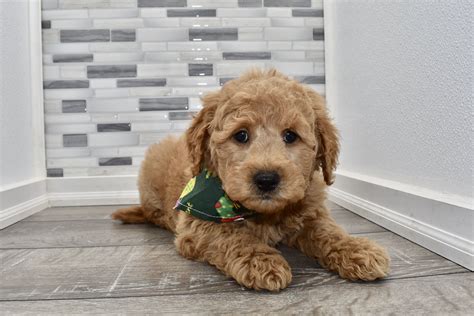 Gannon Male F2 Miniature Goldendoodle Puppy | Miniature goldendoodle ...