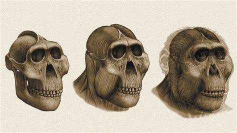 Dental Detectives: What Fossil Teeth Reveal About Ancestral Human Diets ...