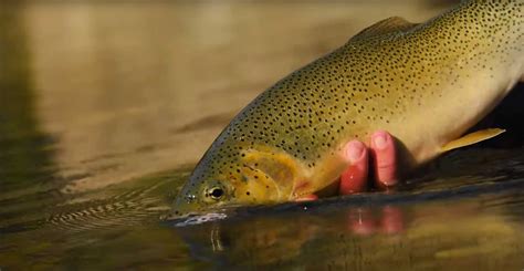 Triploiding Trout, Alberta Westslope Cutthroat Trout Recovery ...